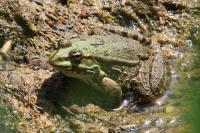 Pelophylax kl. esculentus