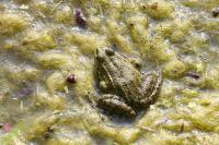 Pelophylax kl. esculentus