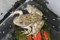 Pelophylax kl. esculentus
