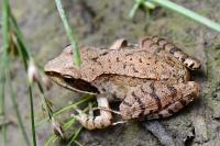 Rana dalmatina