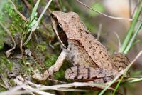Rana dalmatina