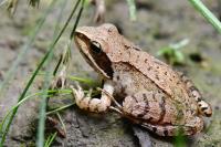 Rana dalmatina