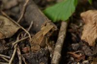 Bufo