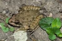 Rana dalmatina
