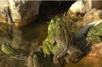 Pelophylax ridibundus