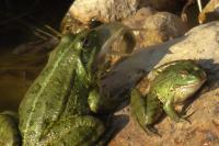 Pelophylax ridibundus