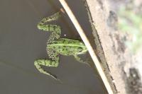 Pelophylax kl. esculentus