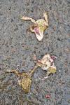 Bufo