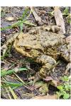 Bufo bufo