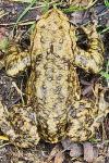 Bufo bufo