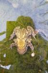 Bufo