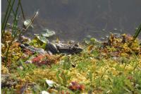 Pelophylax