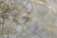 Lissotriton helveticus