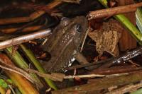 Pelophylax