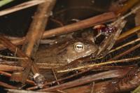 Bufo