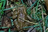 Bufo