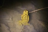 Bufo