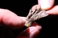 Bufo