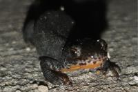 Ichthyosaura alpestris