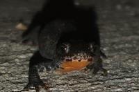 Ichthyosaura alpestris