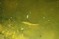 Lissotriton vulgaris