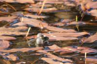 Pelophylax ridibundus