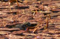 Pelophylax ridibundus