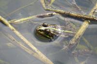Pelophylax kl. esculentus