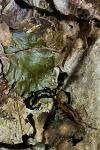 Salamandra salamandra