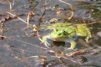 Pelophylax kl. esculentus