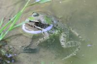 Pelophylax kl. esculentus