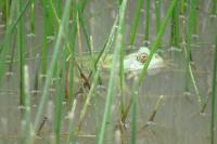 Pelophylax kl. esculentus