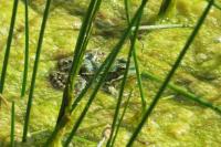 Pelophylax kl. esculentus