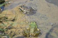 Pelophylax