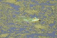 Pelophylax kl. esculentus