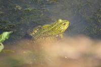 Pelophylax kl. esculentus