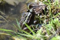 Pelophylax