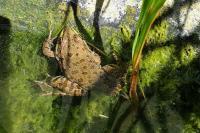 Pelophylax kl. esculentus