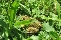 Pelophylax kl. esculentus