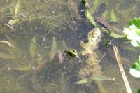 Pelophylax kl. esculentus