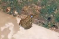 Pelophylax