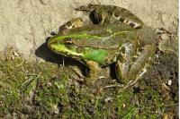 Pelophylax kl. esculentus