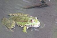Pelophylax kl. esculentus