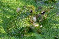 Pelophylax ridibundus