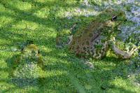 Pelophylax ridibundus