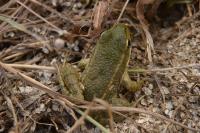 Pelophylax kl. esculentus