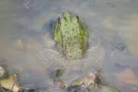 Pelophylax kl. esculentus