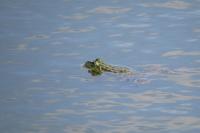 Pelophylax kl. esculentus