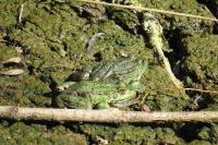 Pelophylax kl. esculentus