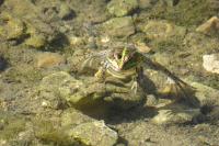 Pelophylax kl. esculentus